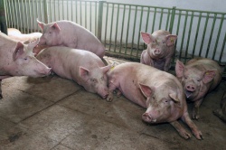 В Югорске прошел семинар по вопросам воспроизводства в промышленном свиноводстве
