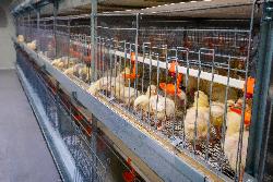 284 тонны мяса птицы в живом весе произвели в Югорске в 2025 году