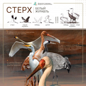 рис 1 - отличия от др птиц (картинки описание).jpg