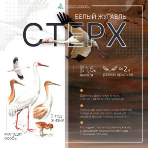 рис 2 - отличия от др птиц (картинки описание).jpg