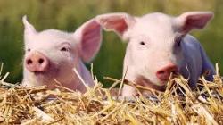 В Югорске ликвидируют очаг африканской чумы среди свиней