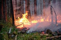 О ситуации с лесным пожаром вблизи Югорска и Советского района