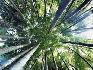 2000 деревьев будут высажены в «Лесу Победы»