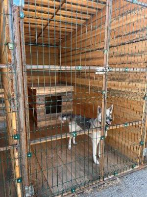  Новоселье у хвостиков: в муниципальном приюте для бездомных животных построили новые вольеры