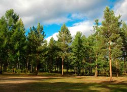 В Югорске создана межведомственная комиссия по защите лесных насаждений на территории города