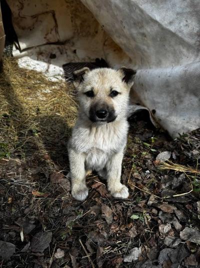 В Югорске проходит зоозащитная акция «Не бросай меня на даче»