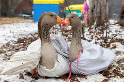 В музее под открытым небом «Суеват Пауль» прошел народный татаро-башкирский праздник «День гусиного пера»  В музее под открытым небом «Суеват Пауль» прошел народный татаро-башкирский праздник «День гусиного пера»